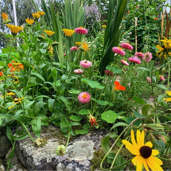 Hi🌿 - Picture 2 of 7